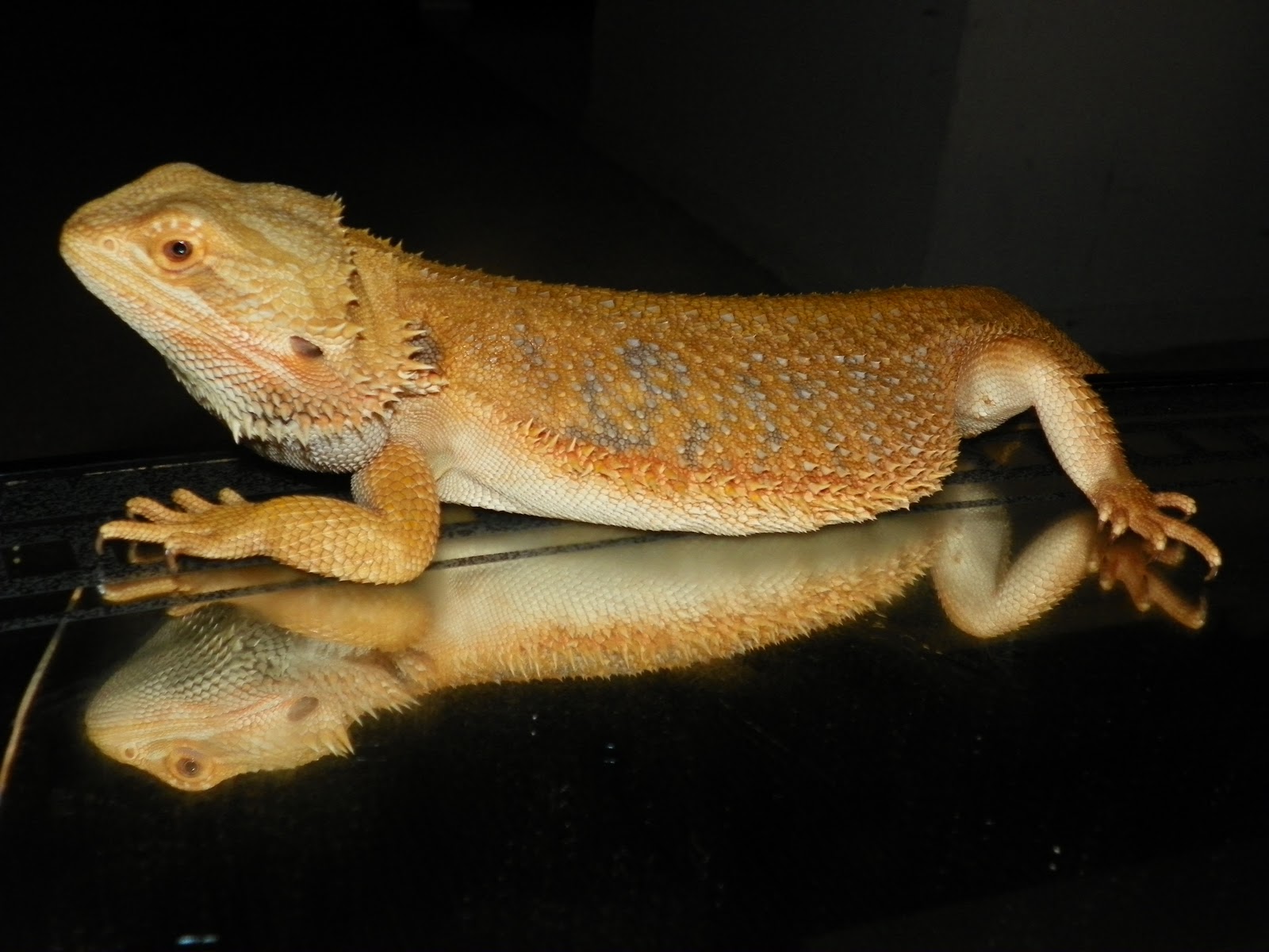 hypo-trans-leatherback-bearded-dragon7.jpg