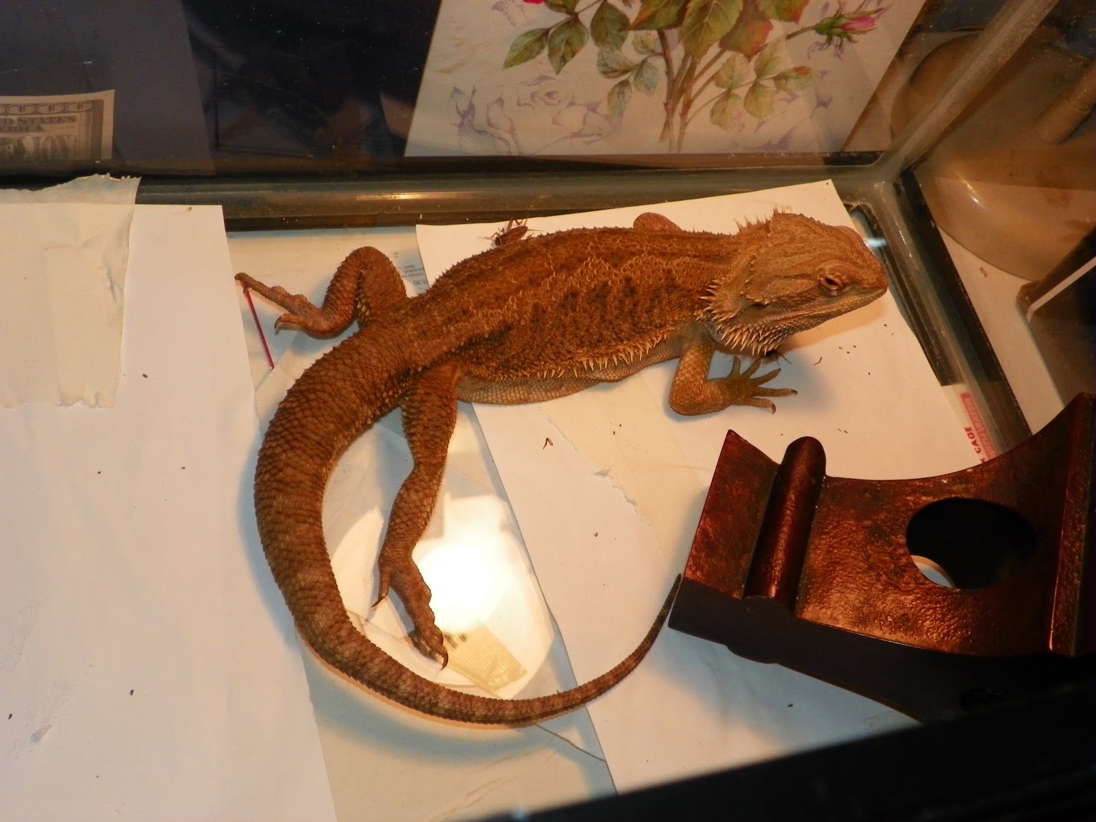 bearded-dragon-translucent.jpg