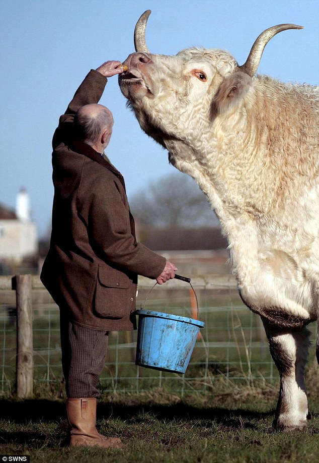 The Biggest Cow in The World!!! ~ BARAMIANaja
