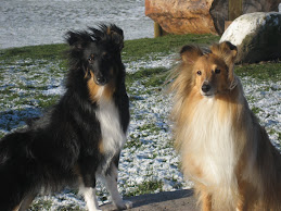 Sheltieprinsessorna