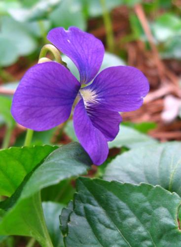 V is for Violets