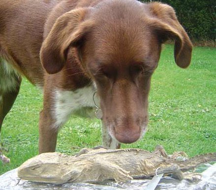 pet naturals of vermont calming