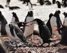 Gentoo vs Chinstrap argument