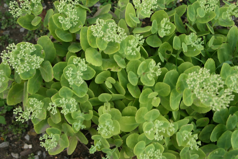 Composition Life Sedum, Stonecrop, and Live Forever