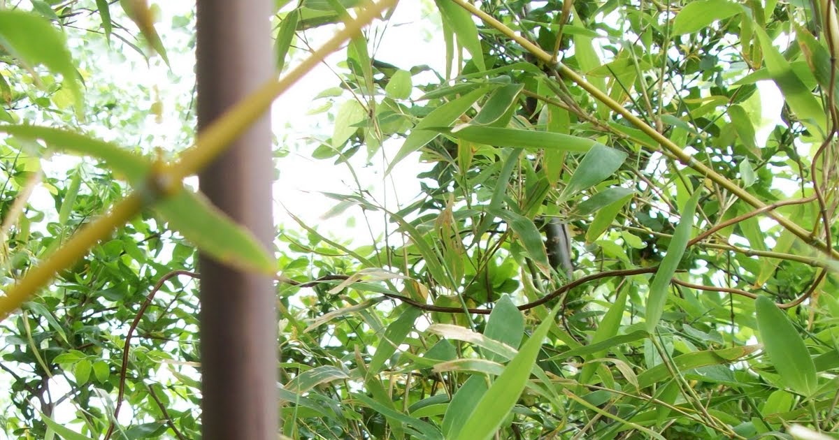 pandaphilia Pandaphilia Bamboo in Oklahoma?