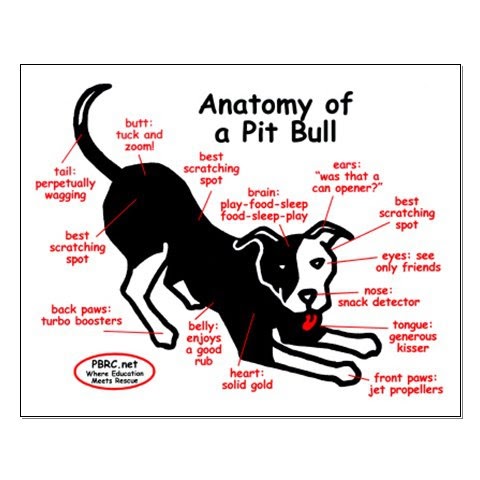The Truth About Pit Bulls: Anatomy of a Pit Bull