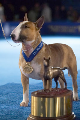 National Dog Show 2009, National Dog Show 2009 pics, National Dog Show 2009 photo, National Dog Show 2009 pictures