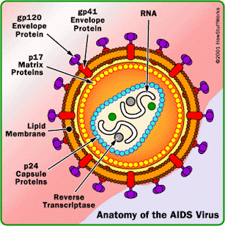 Anatomi virus hiv aids http://sbatangrokok.blogspot.com