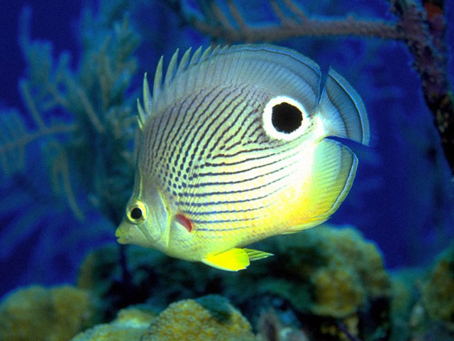 Exotic Fish