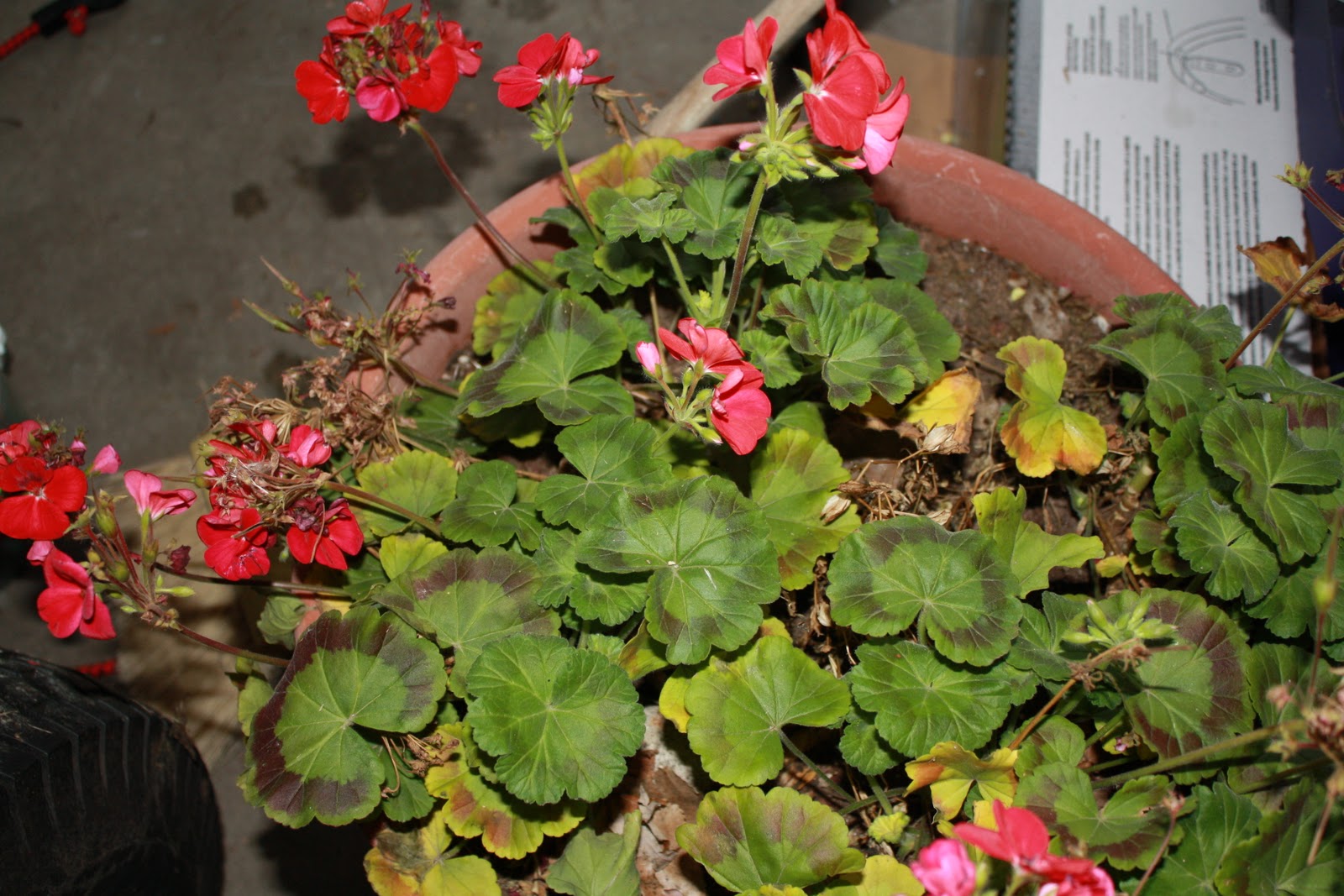 Once Upon A Family How To Overwinter Geraniums