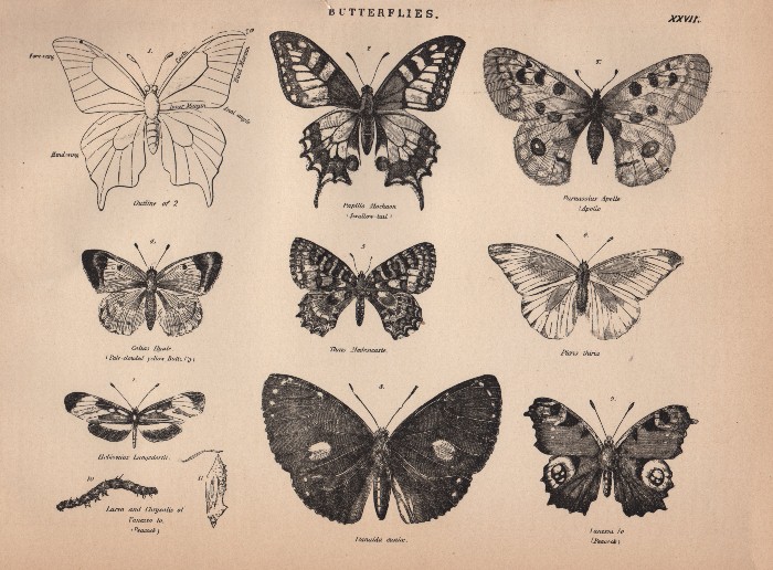 [1888butterfly002.jpg]
