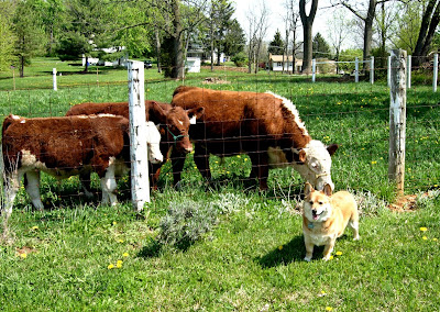 pembroke welsh corgi with cows