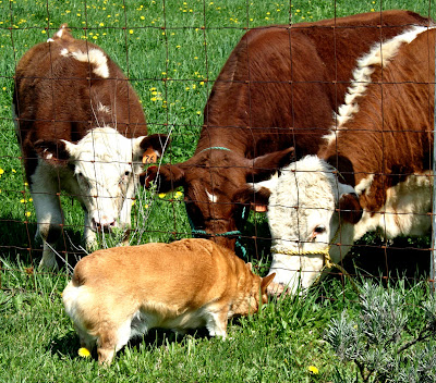 corgi kissing cows