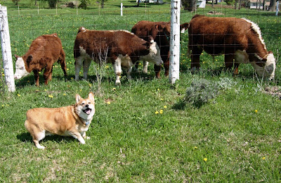 welsh corgi with cows
