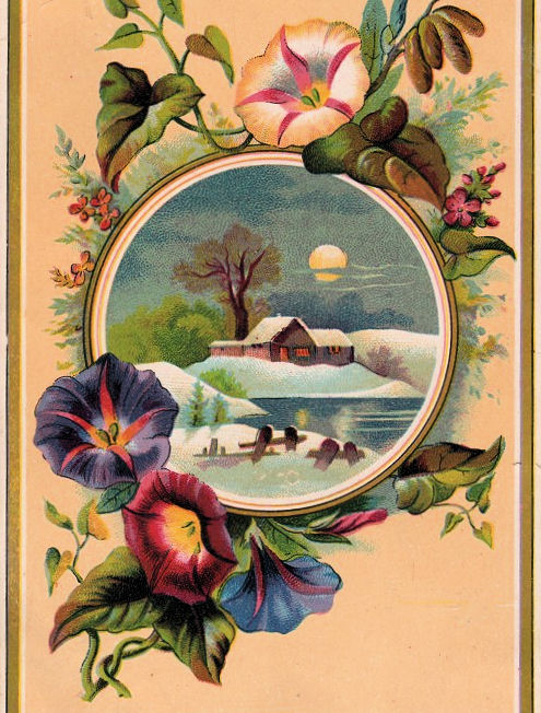 [morningglory005.jpg]