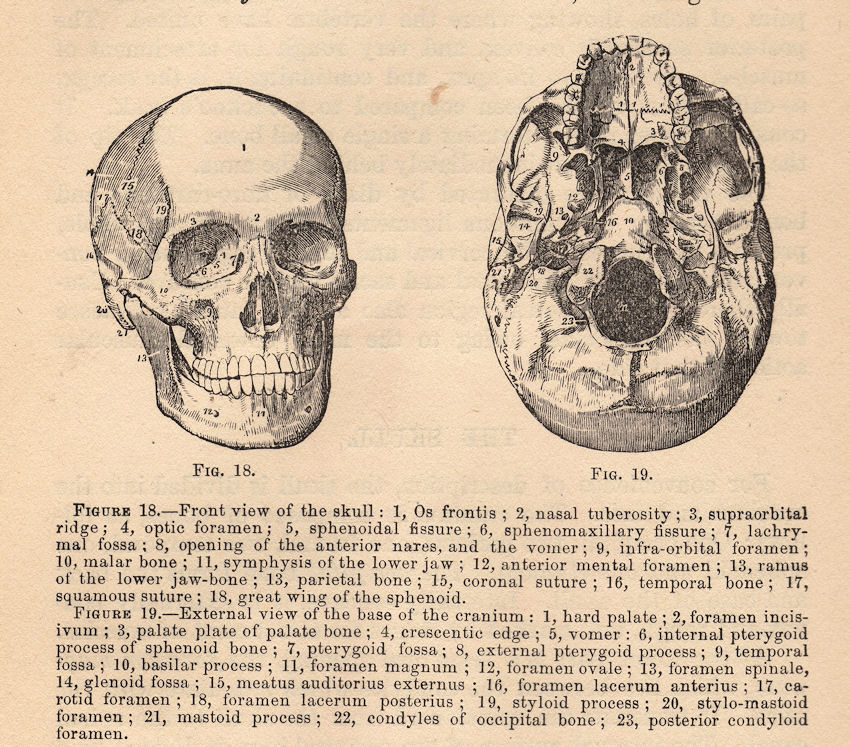 [1askull008.jpg]