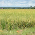Suasana di sawah padi (bendang)