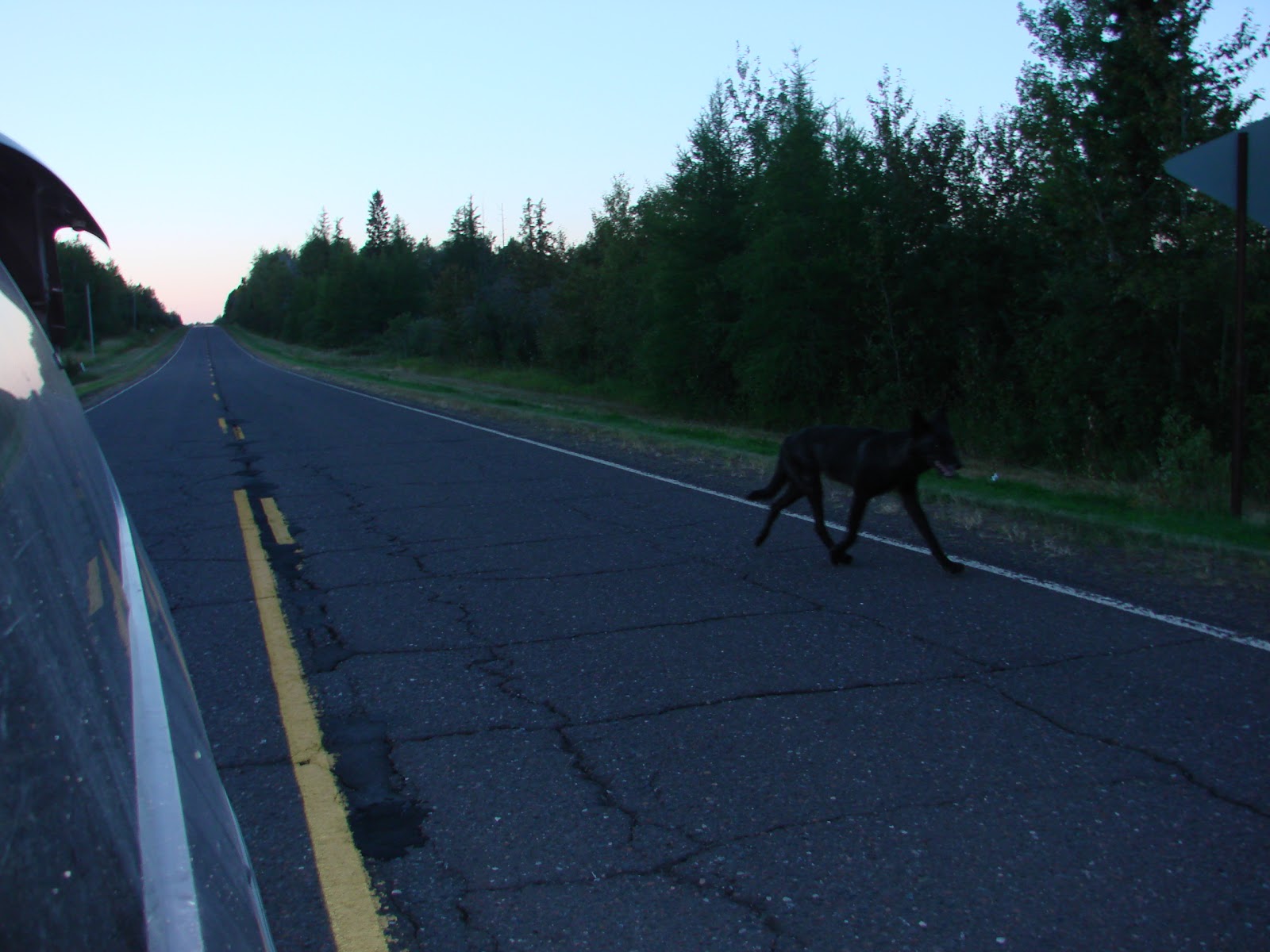 Black Wolf Black Wolf