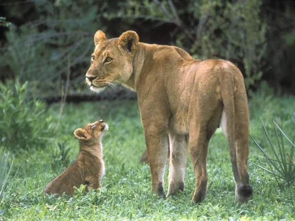 [African_lions.jpg]