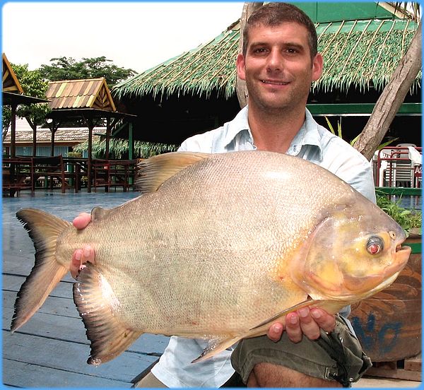 Carnadas para Peces