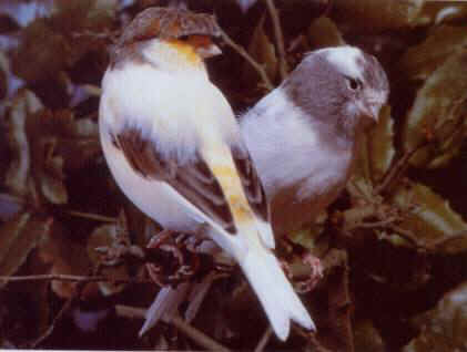 [Gloster+(casal).jpg]