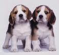 Filhotes Beagle