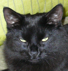 Confucius Cat