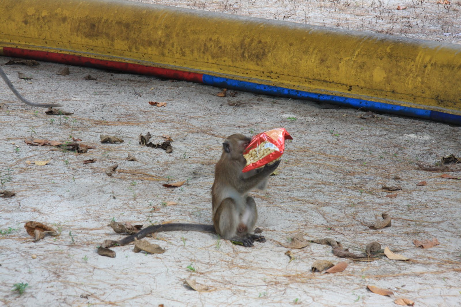 How Many Beers Do Monkeys Really Drink Nyt Investigation - sk61lw2