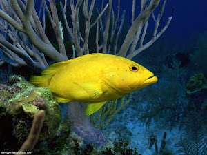 Underwater Creatures Wallpapers 45 Images, Picture, Photos, Wallpapers