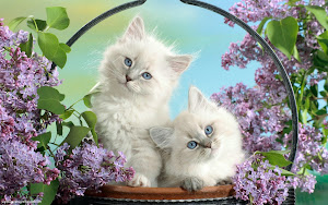 Cute Cats HD Wallpapers 07 Images, Picture, Photos, Wallpapers