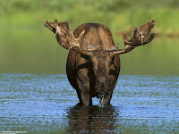 Bull Moose, Alaska Images, Picture, Photos, Wallpapers