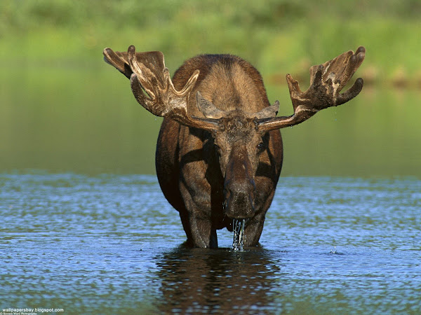 Bull Moose, Alaska , wallpapers wallpaper, desktop wallpaper, download of wallpapers, wallpaper for pictures, pictures on wallpaper, wallpaper from pictures, wallpaper and image, image for wallpaper, flowers images, flower images wallpapers