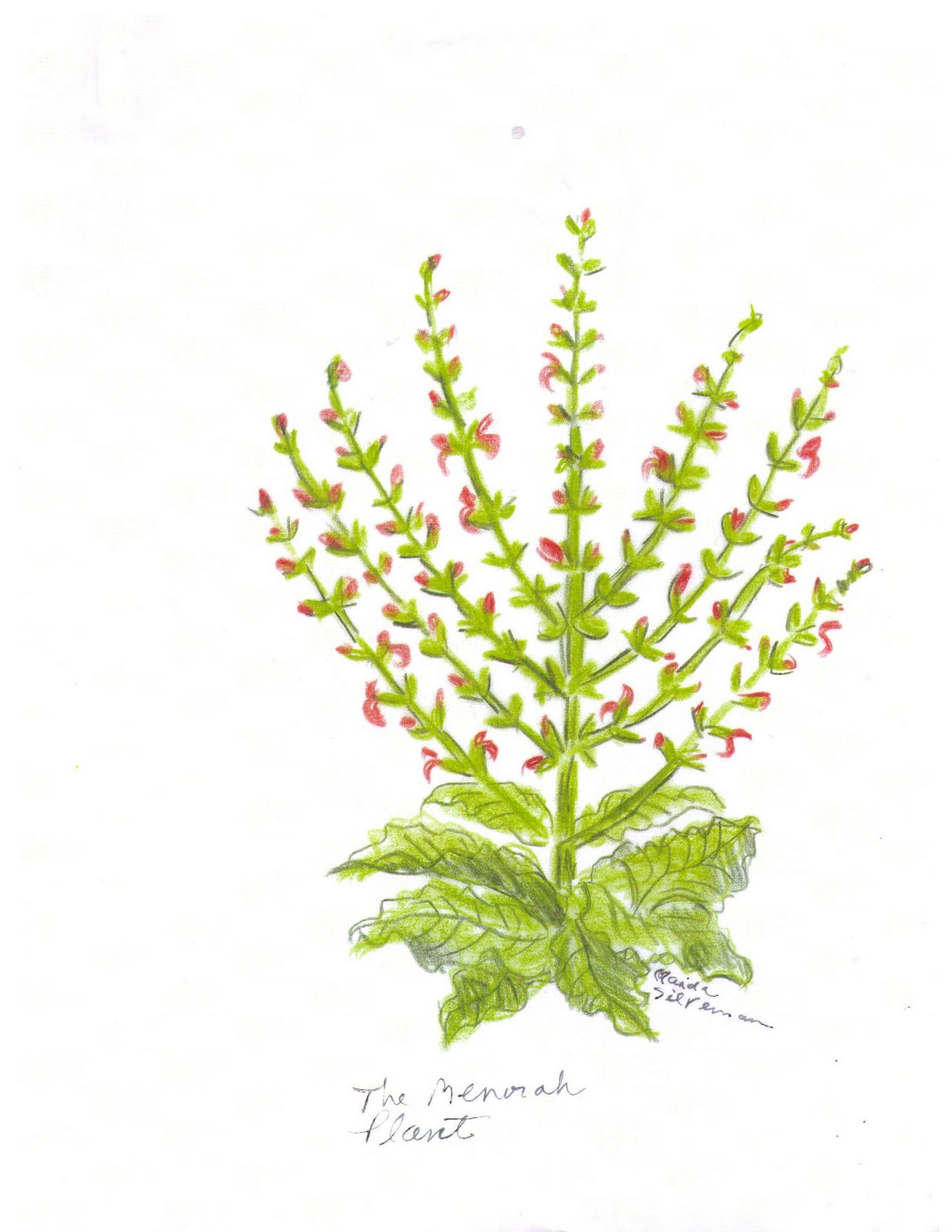 [Moriah+Plant_Maida+Silverman.jpg]