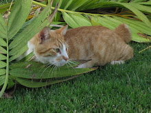 Nubbin and the Palm Fronds