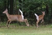 How kijang raised its tail. kijang