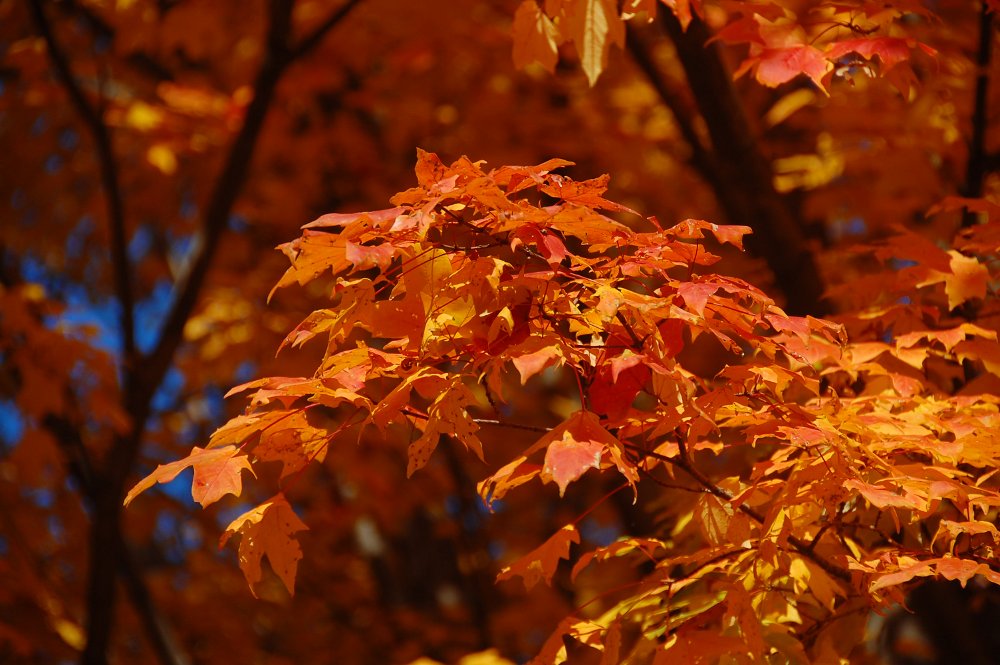 [fall_leaves.jpg]