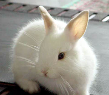 صور صور الأرنب - Photo rabbits rabbit+1 صور الأرنب Photo rabbits