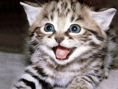 gatos gatos
