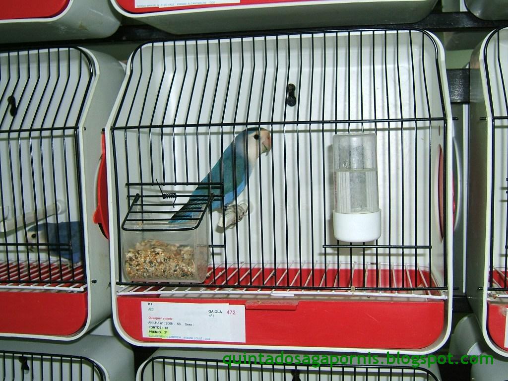 [2Âº+violetas.JPG]