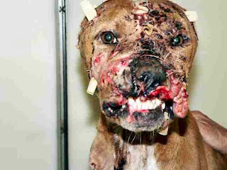 A dog that survived. The image is from http://www.usanimalprotection.org/activism.htm