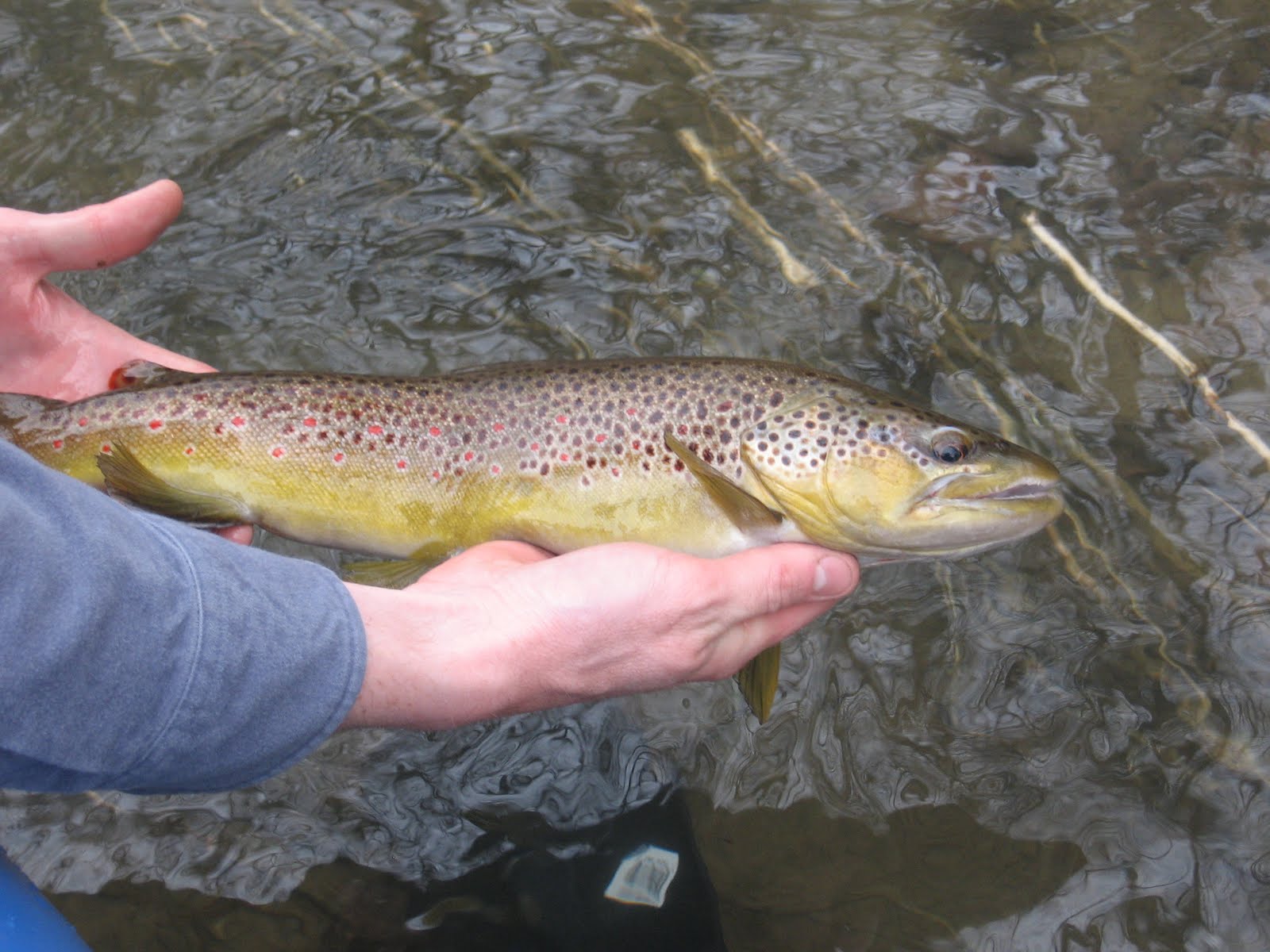 Brown Trout Fly Fishing South Holston Streamers with Bubbles