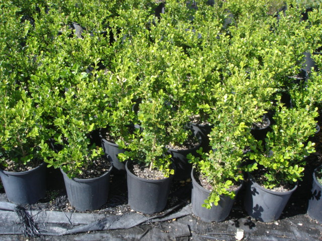 Lamp Detection Assays For Boxwood Blight Pathogens A Comparative