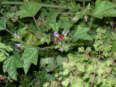 Polystyrene Garden Junkie Creatures Having Sex In My Backyard