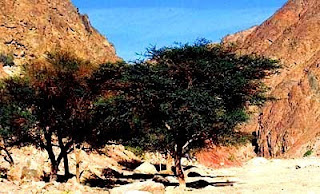 Tree Gharqad