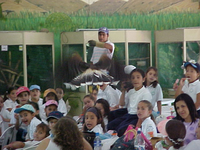 Vuelo del halcon