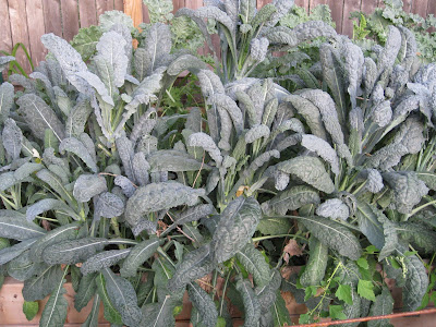 Kale Kale