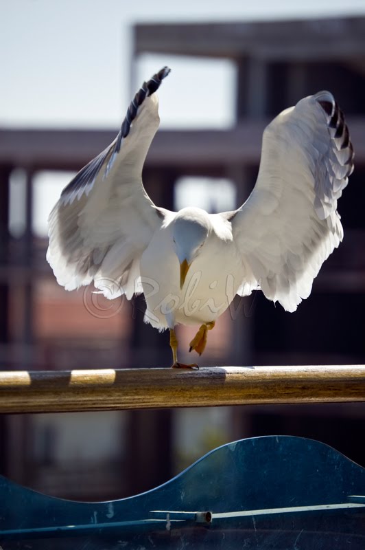 dancing seagull