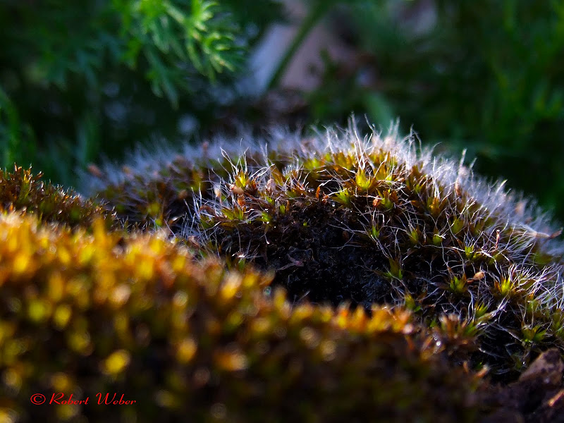 moss in early morning