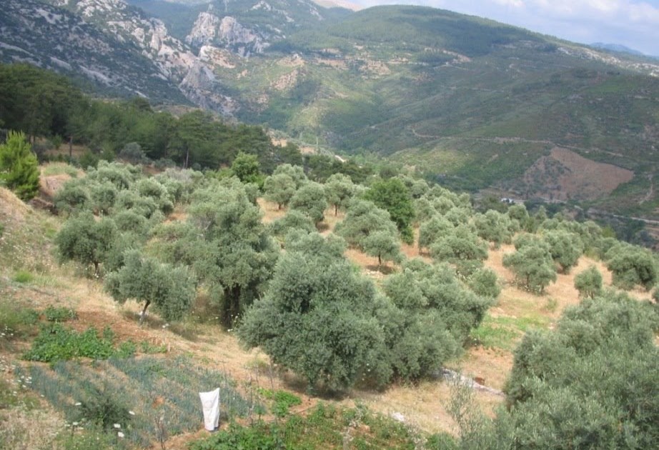 GÜNDAŞ EMLAK Milas Ören�de Zeytinlik Arazi