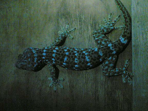 Cicok Tokek
